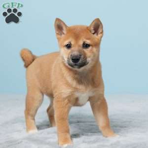 Tillie, Shiba Inu Puppy